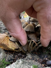 Micacei
