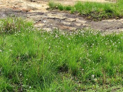 Tulbaghia coddii image