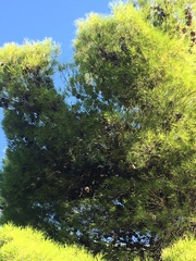 Pinus halepensis