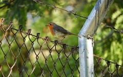 Erithacus rubecula rubecula