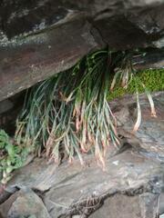 Asplenium septentrionale