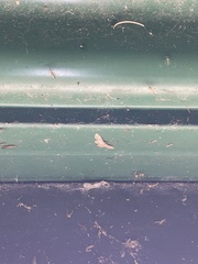 Sigilliclystis insigillata