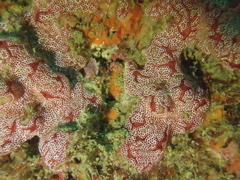 Aplousobranchia
