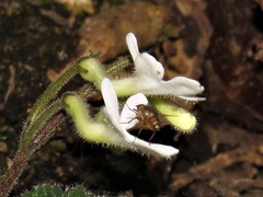 Streptocarpus pentherianus image