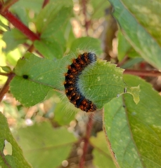 Acronicta auricoma