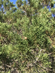Juniperus phoenicea