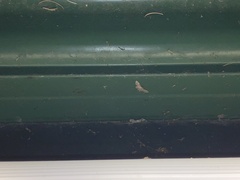 Sigilliclystis insigillata