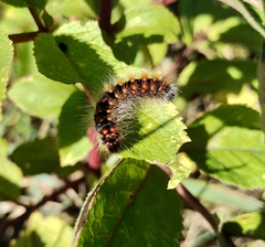 Acronicta auricoma