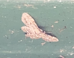 Sigilliclystis insigillata