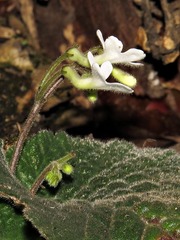 Streptocarpus pentherianus image