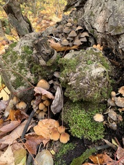 Micacei