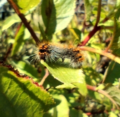 Acronicta auricoma