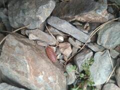 Porcellio