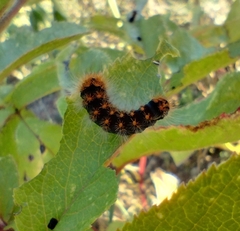 Acronicta auricoma