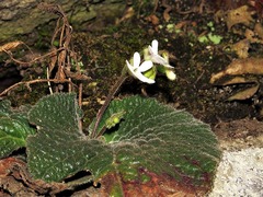 Streptocarpus pentherianus image