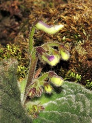 Streptocarpus pentherianus image