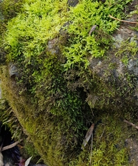 Cinclidotus fontinaloides