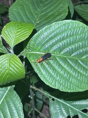 Aculeata