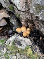 Micacei