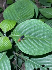 Aculeata