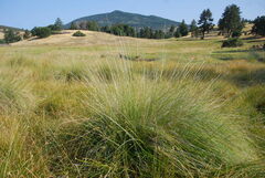 Muhlenbergia rigens