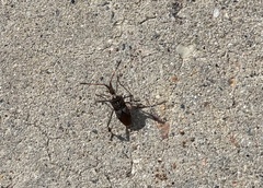 Leptoglossus clypealis