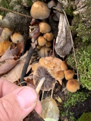 Micacei