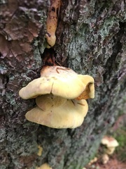Pseudomerulius curtisii