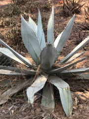 Agave titanota