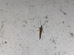 Plutella xylostella-australiana