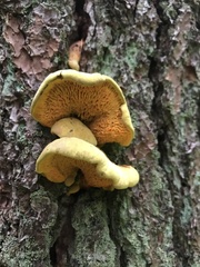 Pseudomerulius curtisii