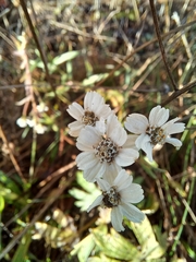 Achillea ptarmica