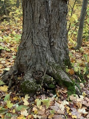 Micacei