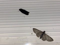 Sigilliclystis insigillata