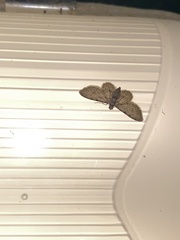 Sigilliclystis insigillata