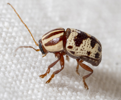 Cryptocephalus leucomelas