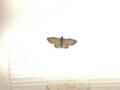 Sigilliclystis insigillata