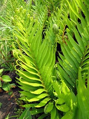 Blechnum punctulatum