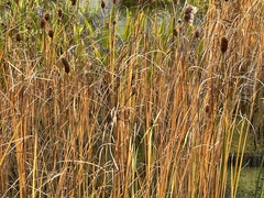 Typha laxmannii