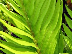 Blechnum punctulatum