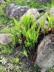 Blechnum punctulatum