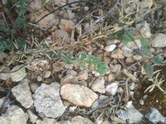 Andrachne telephioides