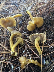 Craterellus