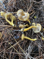 Craterellus