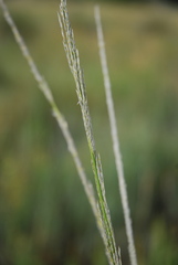 Muhlenbergia rigens