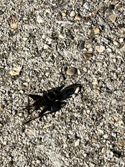 Gryllus pennsylvanicus