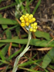 Helichrysum