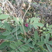 Tephrosia apollinea - Photo (c) Jacky Judas, μερικά δικαιώματα διατηρούνται (CC BY), uploaded by Jacky Judas