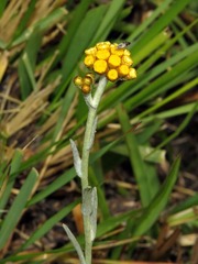Helichrysum