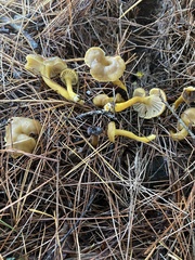 Craterellus